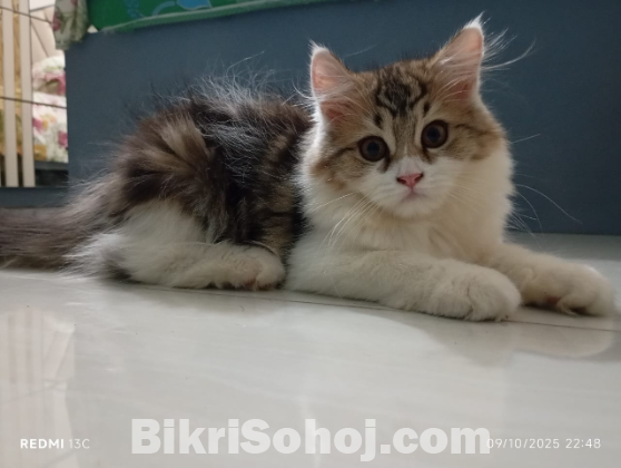 Traditional Persian Kitten (doll face) Male & Female